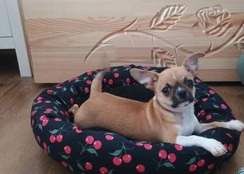 Chihuahua malutki  wyjątkowy, xxs