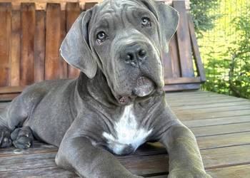 Szczeniaki Cane Corso ZKwP (FCI)