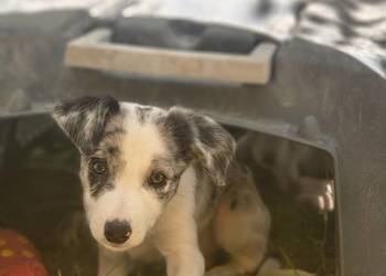 Border collie linia pracująca