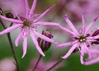 Firletka poszarpana Silene