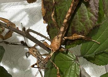 Straszyk australijski extatosoma tiaratium samiec