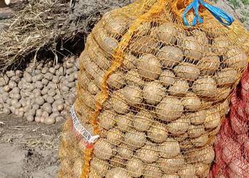 Ziemniaki sadzeniaki