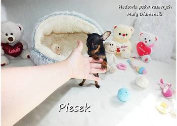 Pinczer miniaturowy - Ratlerek, tzw. sarenka, Piesek nr1 do REZERWACJI !