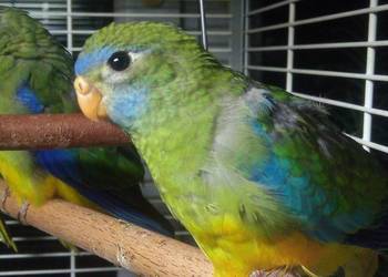 Łąkówki turkusowe młode