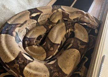 Boa Dusiciel + terrarium (Boa Constrictor Imperator)