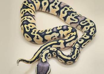 Python Regius 2026