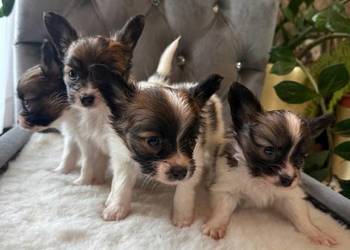 Papillon szczeniak Spaniel kontynentalny miniaturowy nie szpic, york,toy