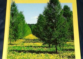 Leśna baza nasienna w Polsce - Wojciech Fonder, Jan Matras, Andrzej Załęski