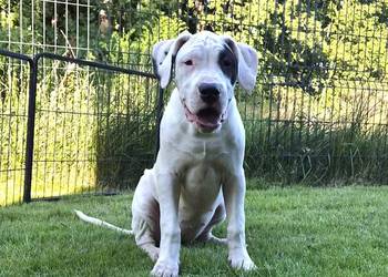 Szczeniaki Dog Argentyński ZKwP (FCI) krycie zagraniczne SŁOWACJA
