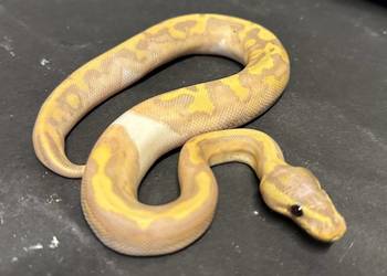 Pyton regius - Banana Piebald Yellowbelly.