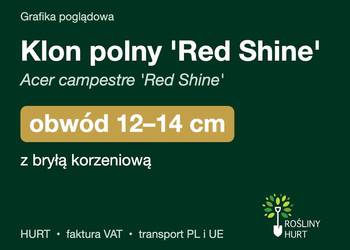Klon polny 'Red Shine' (Acer campestre) obwód 12-14 cm, z bryłą – HURT