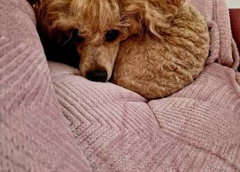 FCI Pudel toy/ miniatura RED Dorosły pudel samiec z uprawnieniami