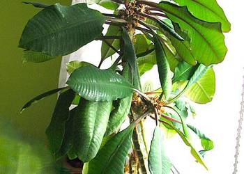 Kwiat doniczkowy - Euphorbia leuconeura, Madagascar Jewel