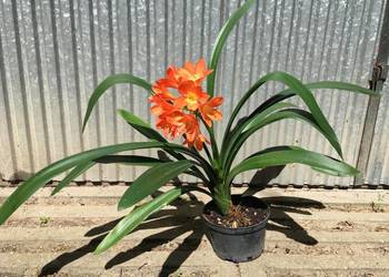 Kliwia Clivia miniata sadzonka Kraków kwitnie 4.2025
