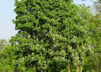 KASZTANOWIEC ASSAMICA  Aesculus assamica - NASIONA 100g