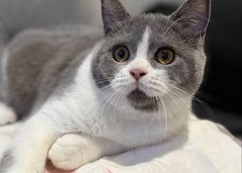 bikolor niebieski brytyjski kocurek