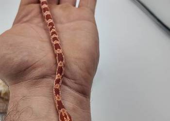 Wąż zbożowy samiczka Amel 50% Stripe 66% Anery