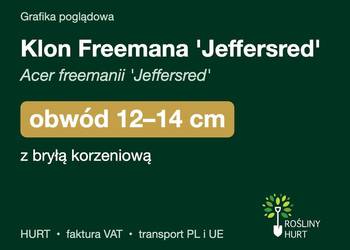 Klon Freemana 'Jeffersred' obwód 12-14 cm, z bryłą – HURT