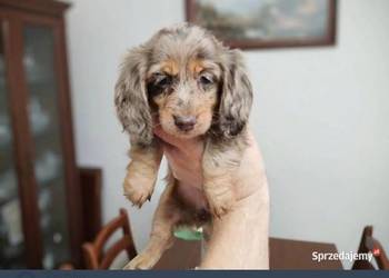 Jamnik długowłosy Dackel dachshund choco merle