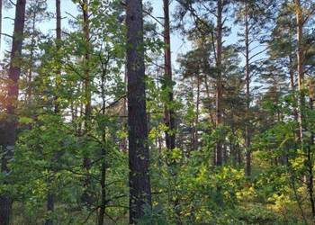 Działki rolno-leśne o pow. 1,48 ha, Poniatowo