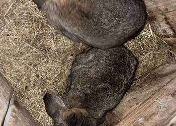 Baran francuski samce