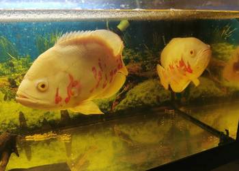 Akwarium z rybami