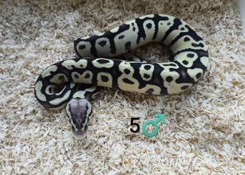 Pyton Królewski Regius samiec Pyton Królewski Regius samiec