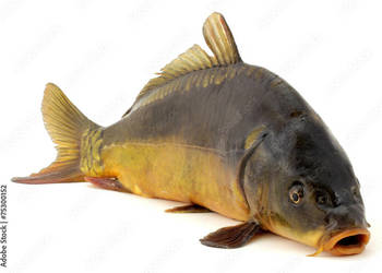 Karp, sandacz, topyga świeże i wędzone z ekologicznej hodowli