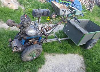 Dzik traktorek wska 123