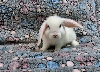 Króliczek Baranek Mini Lop samczyk.