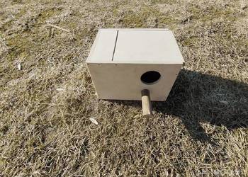 Butki legowej dla papug faliste wysyłka