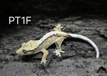 Gekon Orzesiony samica / Terrarium / Gekony