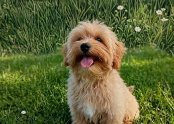Maltipoo f1b Piesek