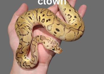 Pyton Królewski Pastel Leopard Clown
