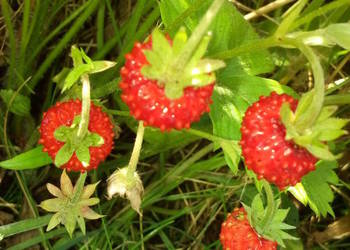 Poziomka leśna -sadzonki 20 szt.