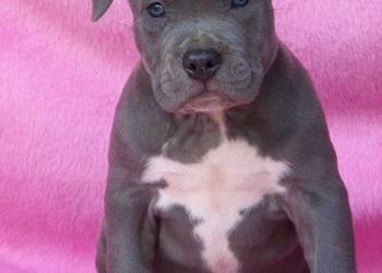 American Staffordshire Terrier Blue Amstaff