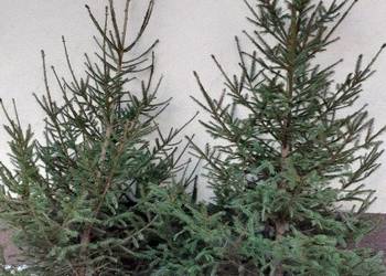 CHOINKI! Ładne świerki i jodły ciętę z własnej plantacji