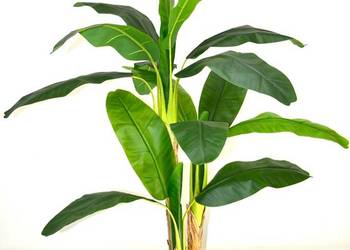 Sztuczny Bananowiec 1,6m 3 pnie okazałe drzewko bananowe jak żywe liście