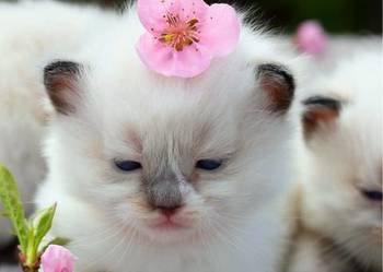 Ragdoll ragdollowe dziewczynki