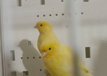 Sprzedam kanarki glostery, arlekiny portugalskie oraz minibordery