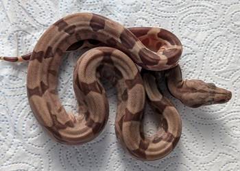 Młode boa cesarskie Salmon 100% het VPI T+