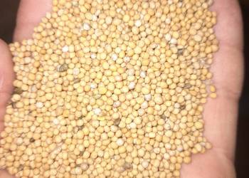 Gorczyca odmiana Gracja Gorczyca odmiana Gracja