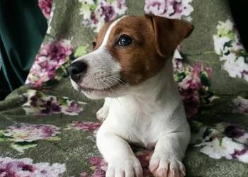 Wzorcowy Jack Russell terrier doskonała budowa rodzice FCI