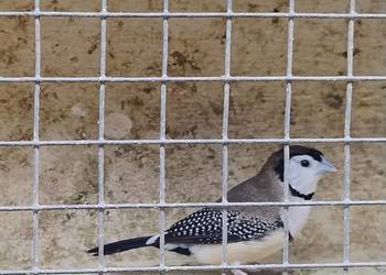 Amadyna Kratoskrzydła