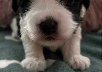 Do Rezerwacji Szczenięta Morkie