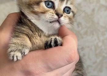Kocurek rasy Scottish Fold krótkowłosy czeka