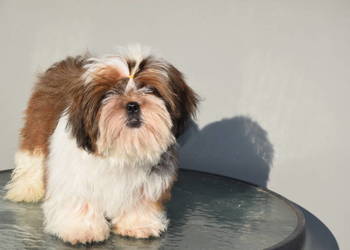 Pies Shih Tzu piękny szczeniak IMPERIAL