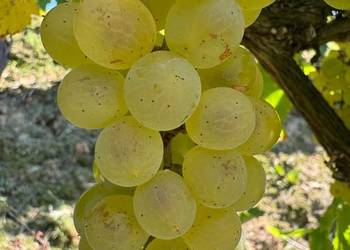 Winogrono bezpestkowe Iskra. Sadzonki winorośli. Winogrono bezpestkowe Iskra. Sadzonki winorośli.