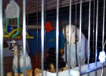 Dwie faliste z klatka