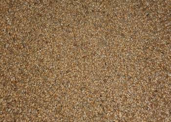 Pszenżyto, pszenica i jęczmień.